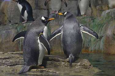 Pourquoi les manchots du Biodôme restent immobiles et dos à la vitre?