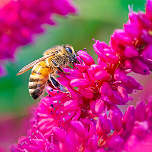Les Butineries – Pollinisateurs en fête