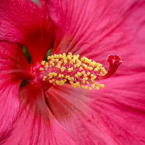 Fleurs impudiques