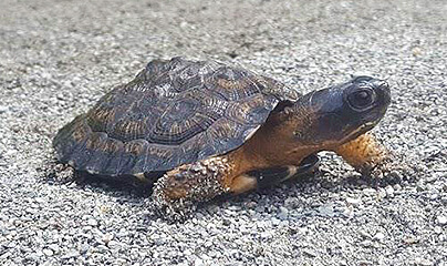 Tortue des bois