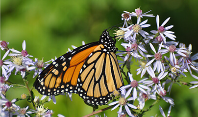 Papillon monarque