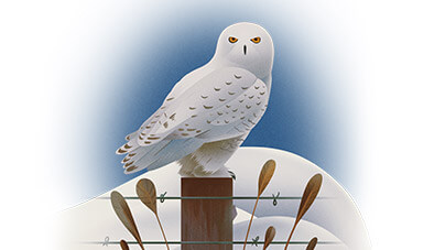 5 tips for observing birds