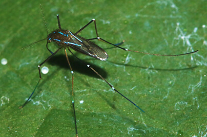 Vivre en paix avec les insectes piqueurs et mordeurs