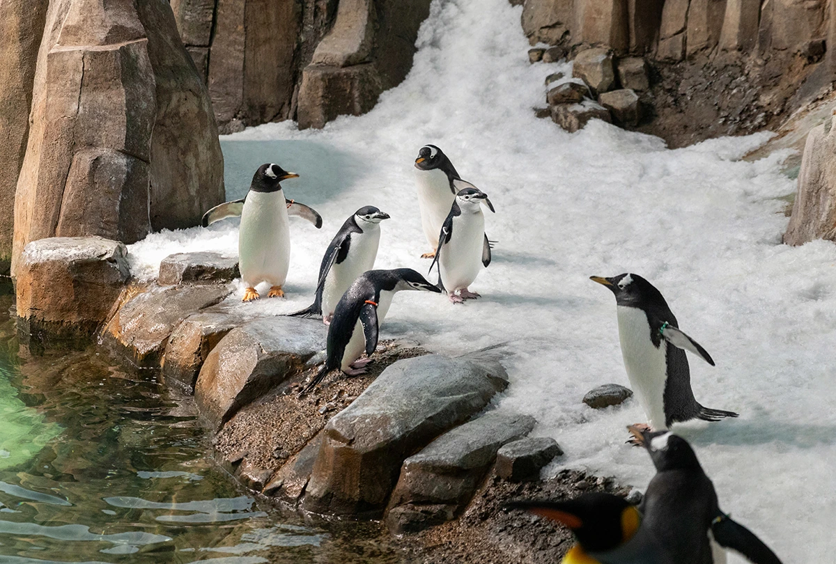 Des manchots dans les Îles subantarctiques du Biodôme