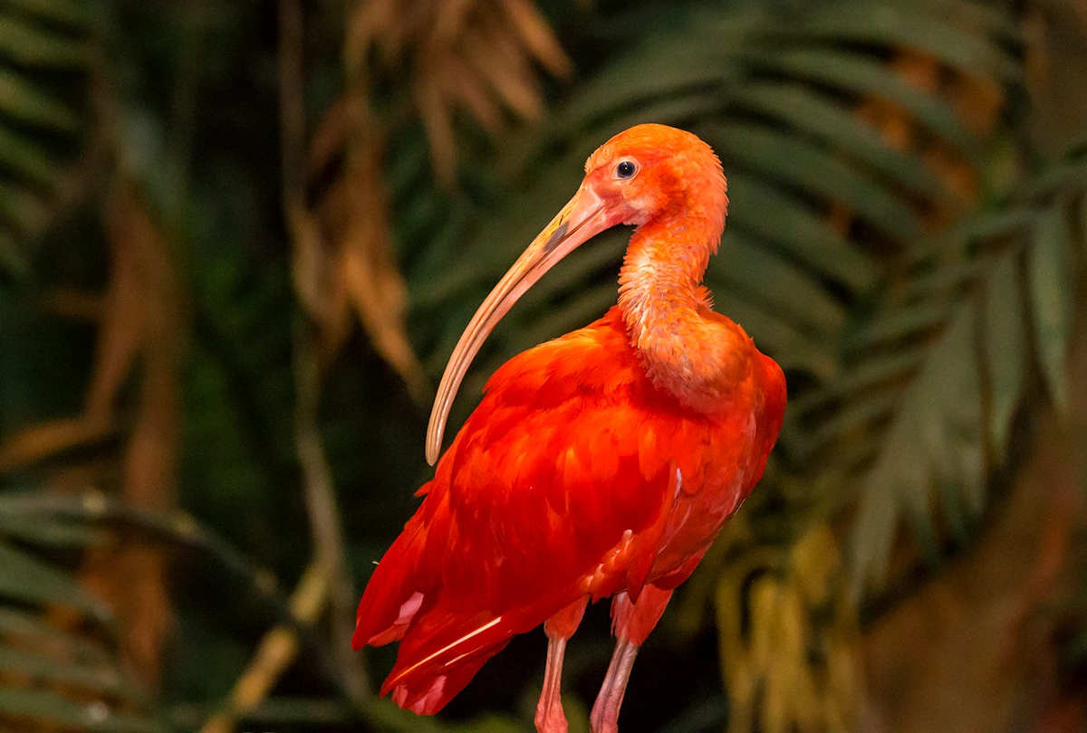 Un ibis rouge dans la Forêt tropicale humide du Biodôme