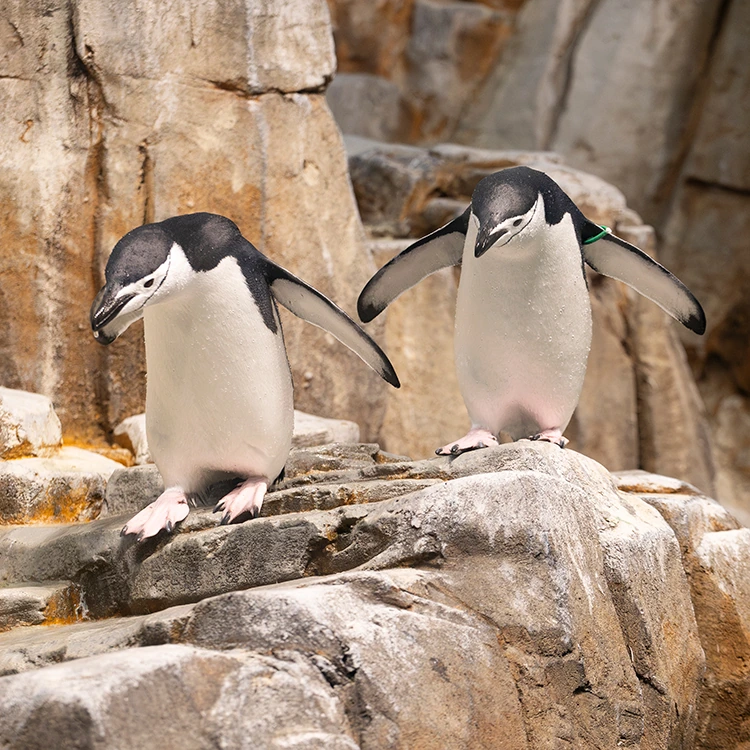Deux manchots dans les Îles subantarctiques du Biodôme