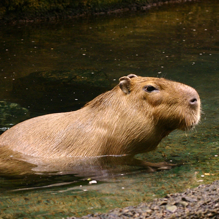 Un capybara dans l’eau au Biodôme