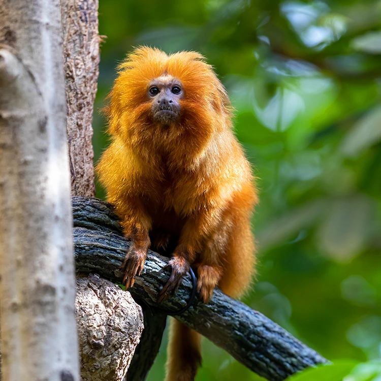 Un tamarin-lion doré au Biodôme