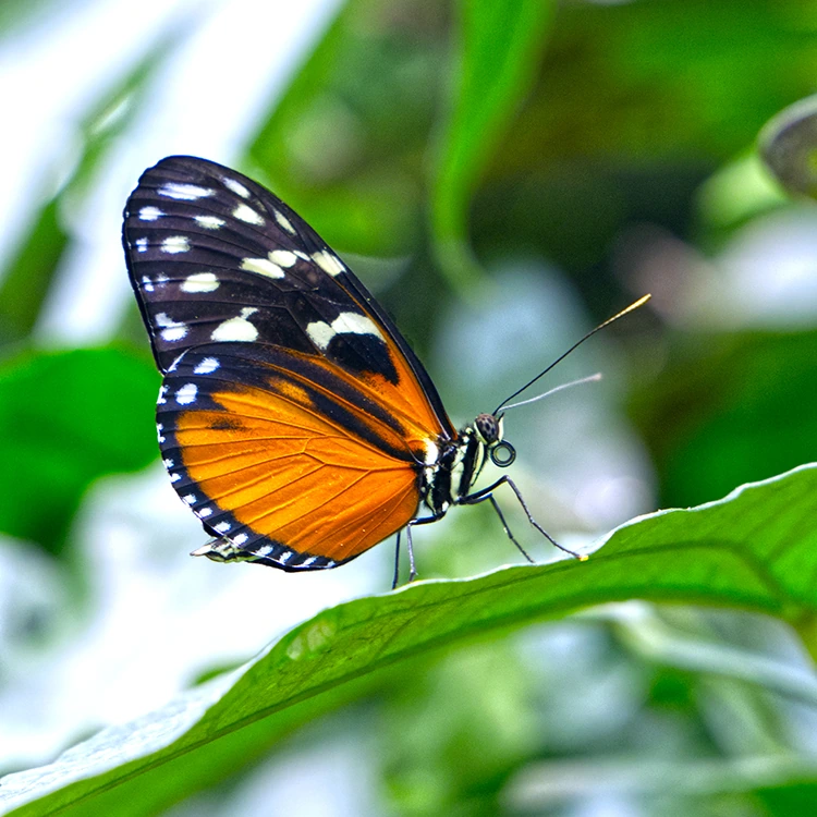 Un papillon posé sur une feuille dans le Grand Vivarium