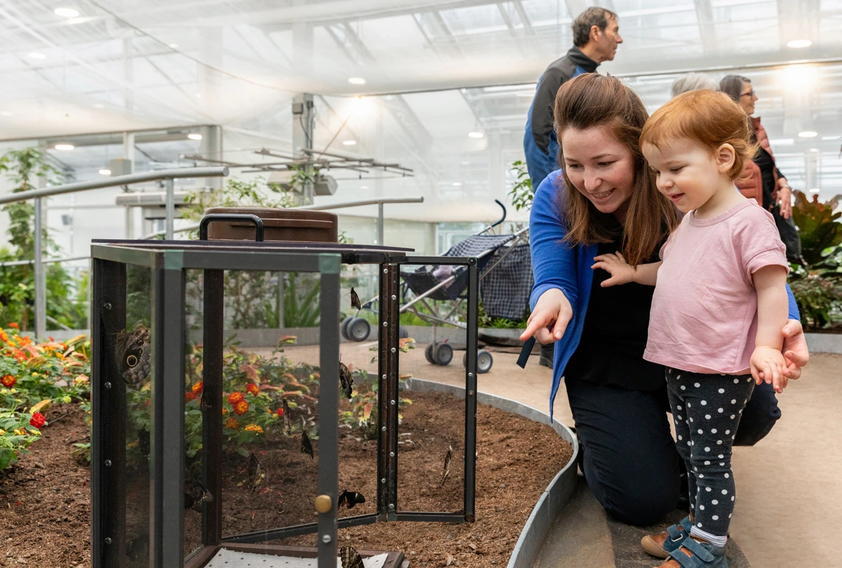 Une adulte et une enfant observent des insectes vivants à l’Insectarium