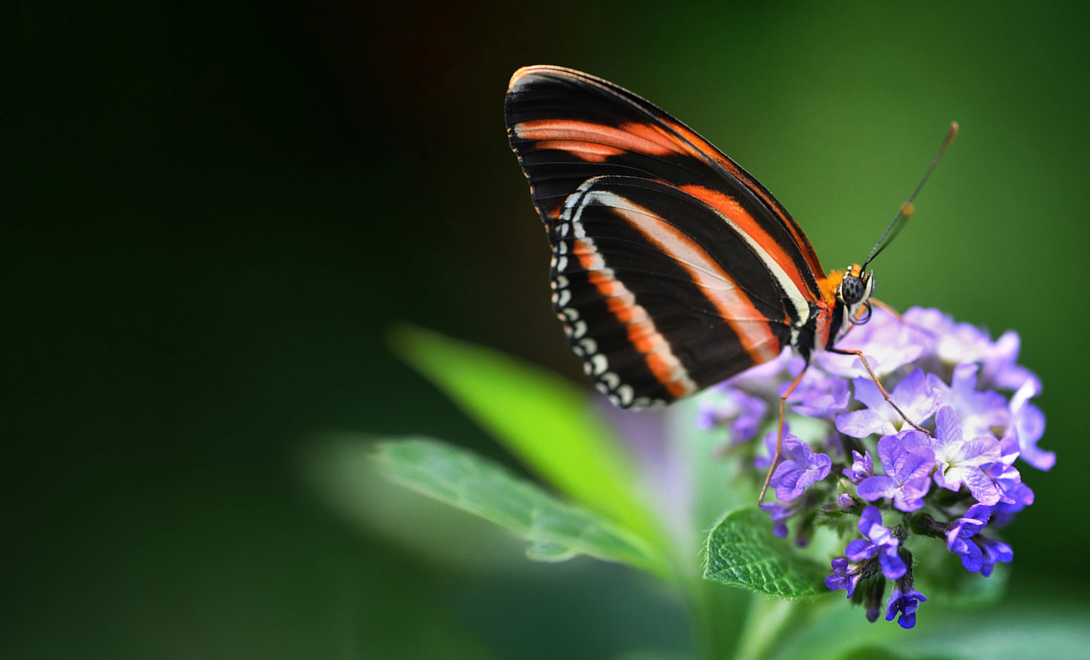 Un papillon orange et noir posé sur des fleurs dans le Grand Vivarium