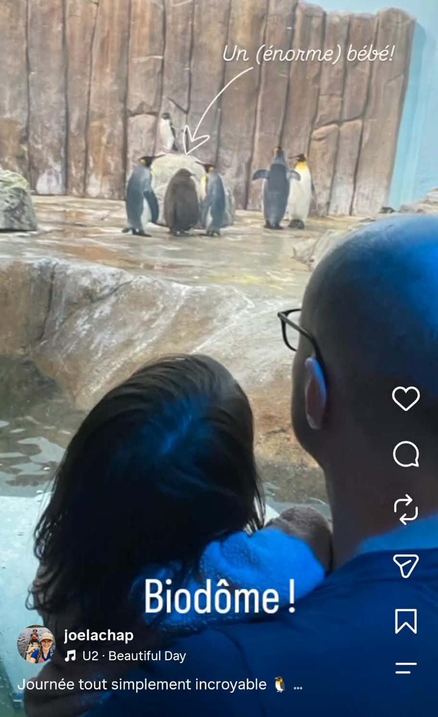 Publication Instagram : des visiteurs observent les manchots au Biodôme