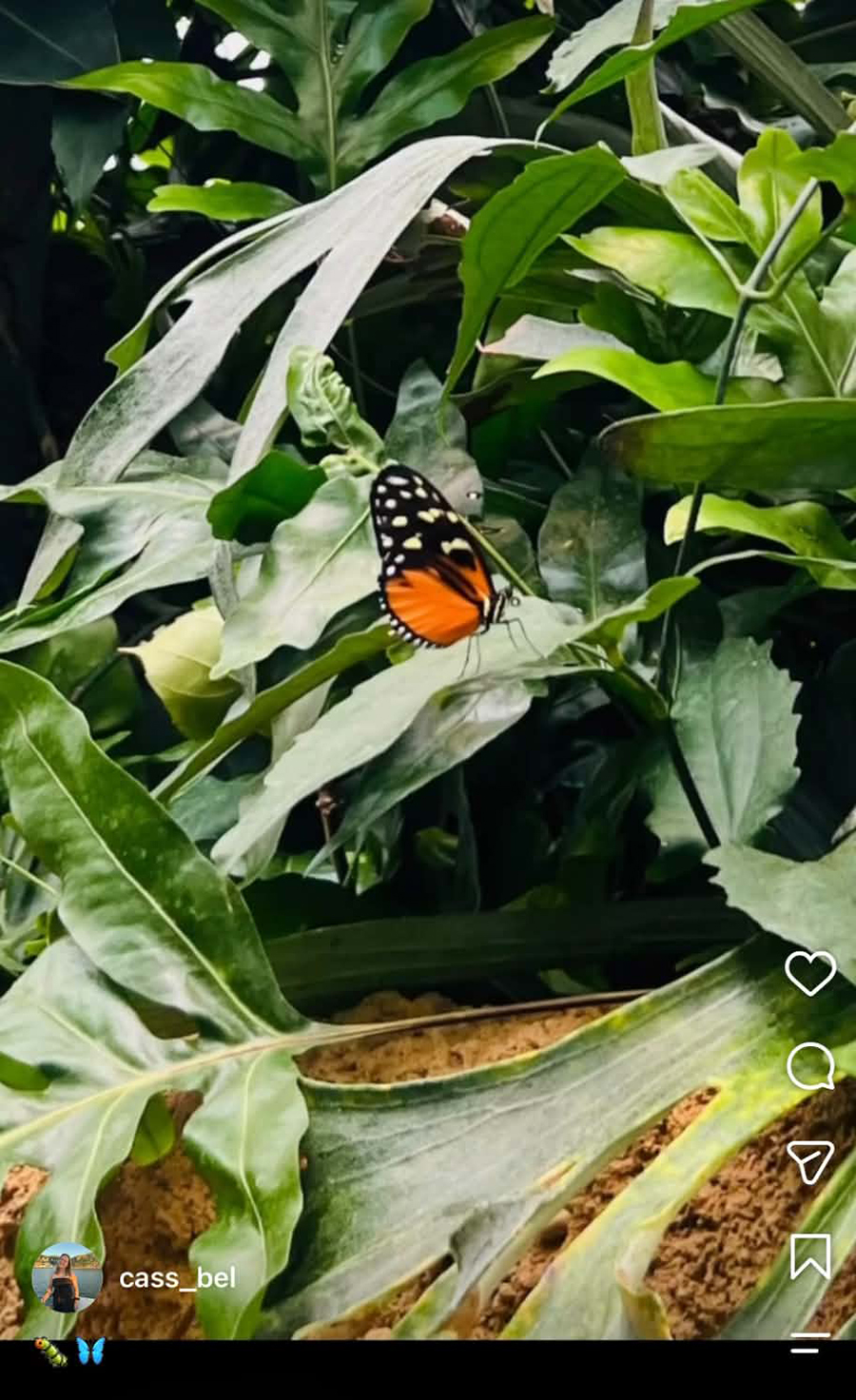Publication Instagram : un papillon orange et noir dans la végétation de l’Insectarium