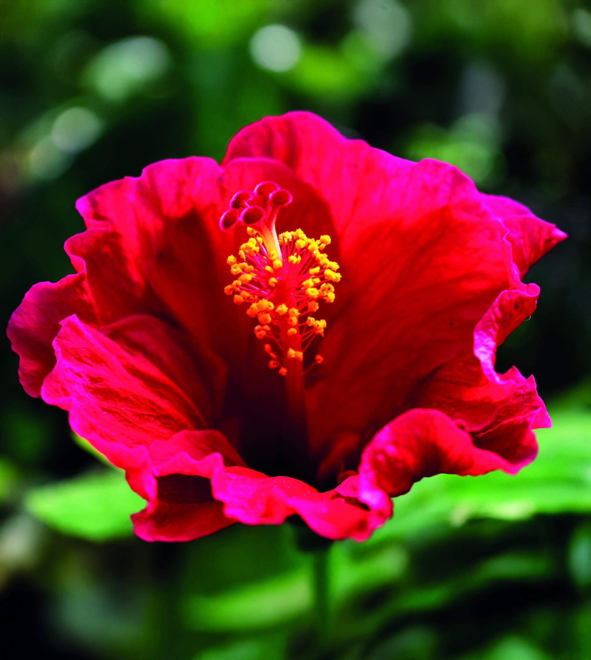 Fleurs impudiques