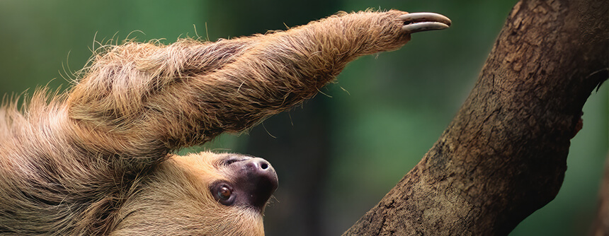 <small>Biodôme</small><span>L’été c’est fait pour</span> s'amuser