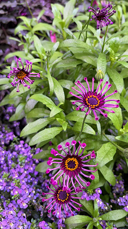 Un jardin printanier dans&nbsp;la&nbsp;Grande&nbsp;serre&nbsp;d’exposition