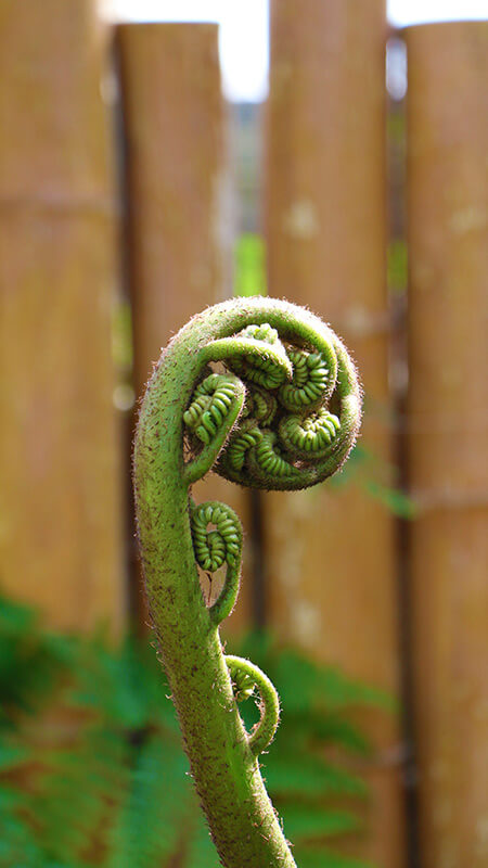 Un jardin printanier dans&nbsp;la&nbsp;Grande&nbsp;serre&nbsp;d’exposition