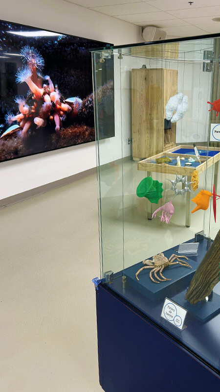 Zoom sur le plancton