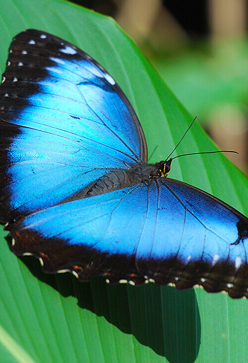 Insectarium