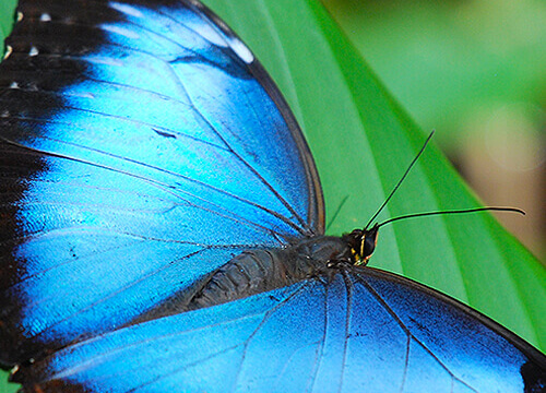 Insectarium
